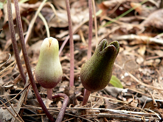 {Hexastylis arifolia}